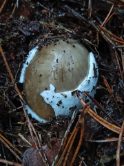 Amanita submembranacea