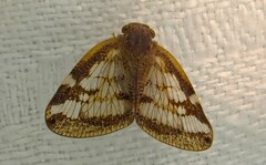 Scolypopa australis