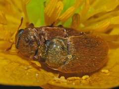 Byturus ochraceus