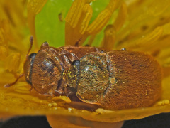 Byturus ochraceus