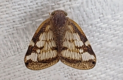Scolypopa australis