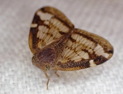 Scolypopa australis