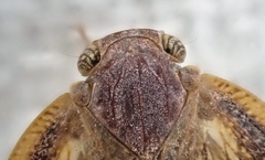 Scolypopa australis