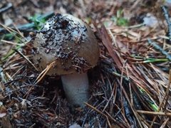 Amanita submembranacea