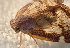 Scolypopa australis