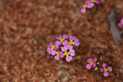 Levenhookia leptantha