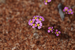 Levenhookia leptantha