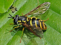 Chrysotoxum cautum