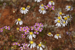 Levenhookia leptantha