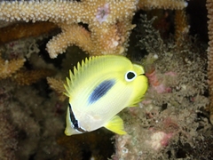 Chaetodon plebeius