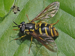 Chrysotoxum cautum