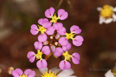 Levenhookia leptantha