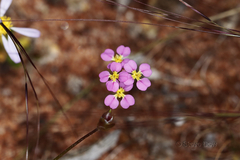 Levenhookia leptantha