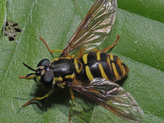 Chrysotoxum cautum
