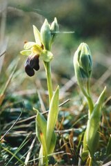 Ophrys fusca funerea