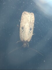 Agonopterix subpropinquella