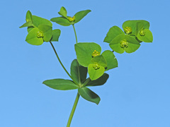 Euphorbia angulata