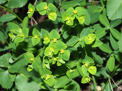 Euphorbia angulata