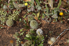 Ptilotus spathulatus