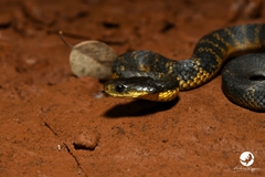 Notechis scutatus occidentalis