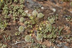Ptilotus spathulatus