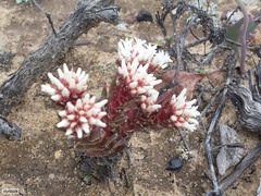Crassula alpestris