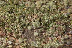 Ptilotus spathulatus