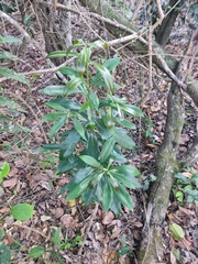 Planchonella chartacea