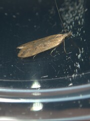 Dichomeris acuminatus