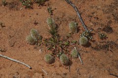 Ptilotus spathulatus
