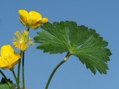 Ranunculus montanus