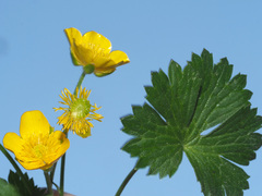 Ranunculus montanus