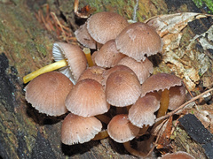 Mycena renati