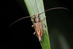 Temnosternus planiusculus