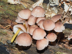 Mycena renati