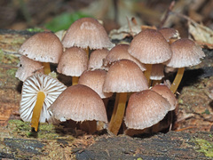 Mycena renati