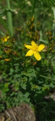 Hypericum aethiopicum