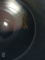 Dichomeris acuminatus