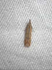 Dichomeris acuminatus