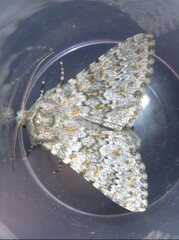 Polymixis flavicincta