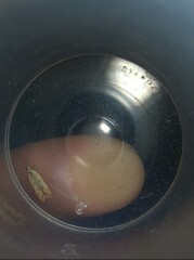 Dichomeris acuminatus