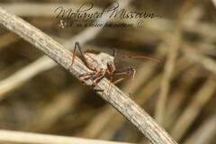 Rhynocoris erythropus