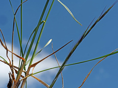 Carex acuta