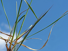 Carex acuta