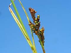 Carex caryophyllea