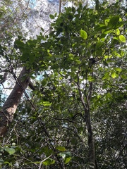 Antidesma platyphyllum