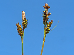 Carex caryophyllea