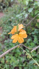 Crossandra infundibuliformis