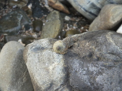 Littorina brevicula