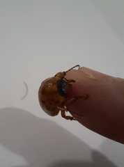 Cyclocephala signaticollis